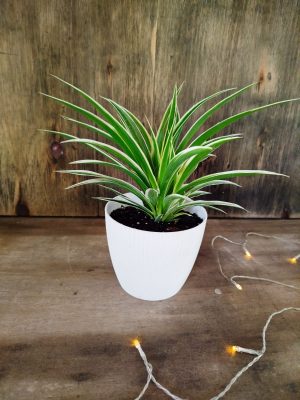 DESCUBRE LA PLANTA CINTA: BELLEZA QUE PURIFICA TU HOGAR! 🌿✨
