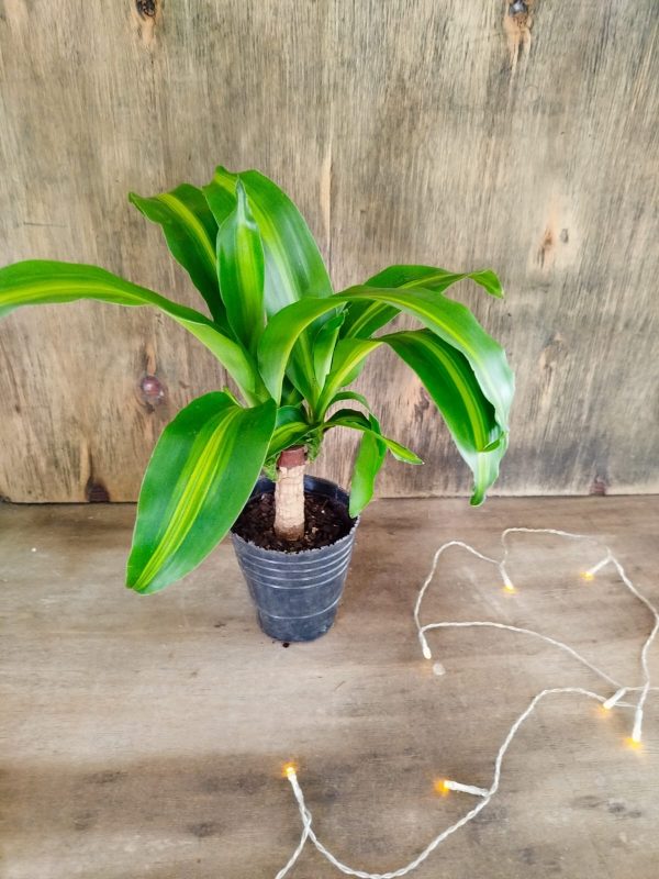 ¡DESCUBRE LA BELLEZA PURIFICADORA DEL PALO DE AGUA BABY! 💧 - Image 2
