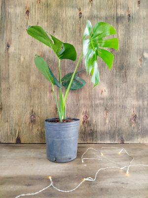 BABY MONSTERA DELICIOSA. UN TOQUE TROPICAL PARA TU HOGAR!