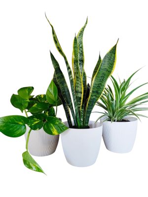 PURIFICA TU HOGAR CON ESTE TRIO DE PLANTAS