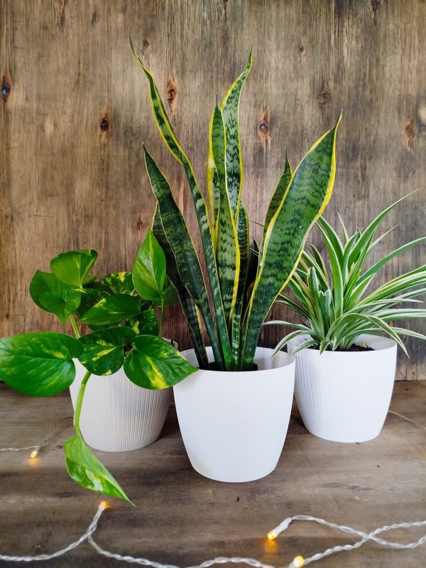 PURIFICA TU HOGAR CON ESTE TRIO DE PLANTAS - Image 5