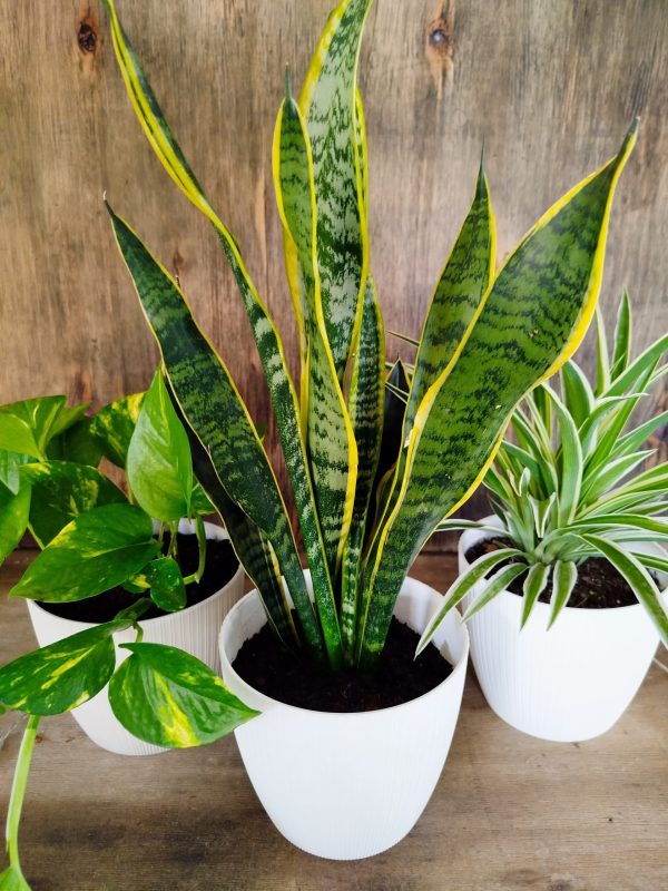 PURIFICA TU HOGAR CON ESTE TRIO DE PLANTAS - Image 4