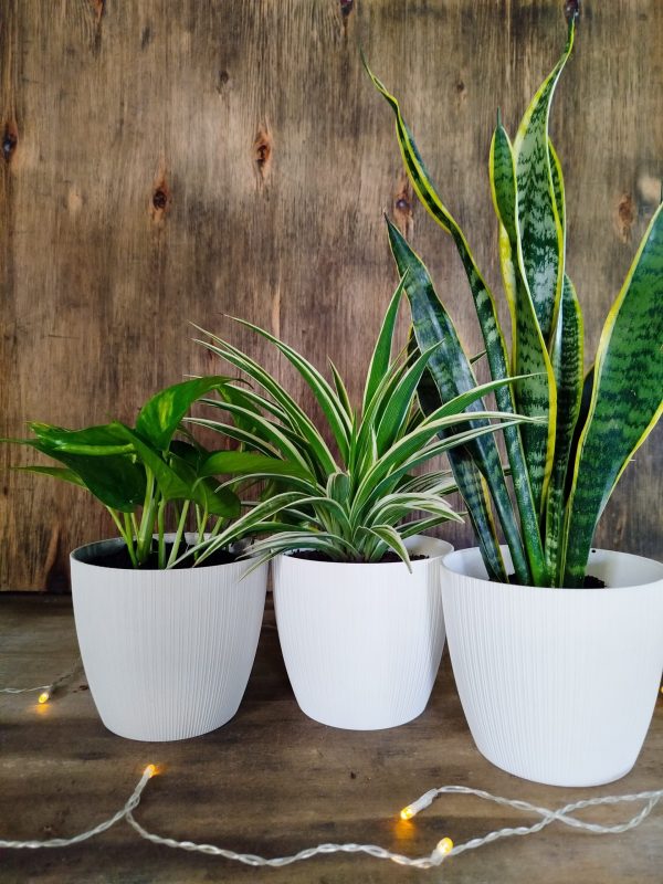 PURIFICA TU HOGAR CON ESTE TRIO DE PLANTAS - Image 6