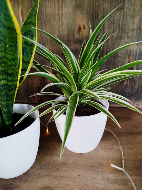 PURIFICA TU HOGAR CON ESTE TRIO DE PLANTAS - Image 3