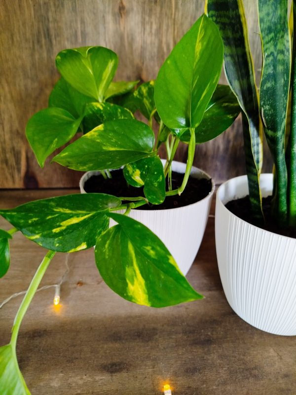 PURIFICA TU HOGAR CON ESTE TRIO DE PLANTAS - Image 2