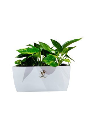Potus en Maceta Jardinera Premium: Un Toque de Naturaleza en tu Hogar 🌿