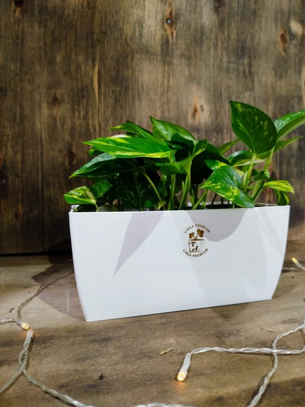 Potus en Maceta Jardinera Premium: Un Toque de Naturaleza en tu Hogar 🌿 - Image 3