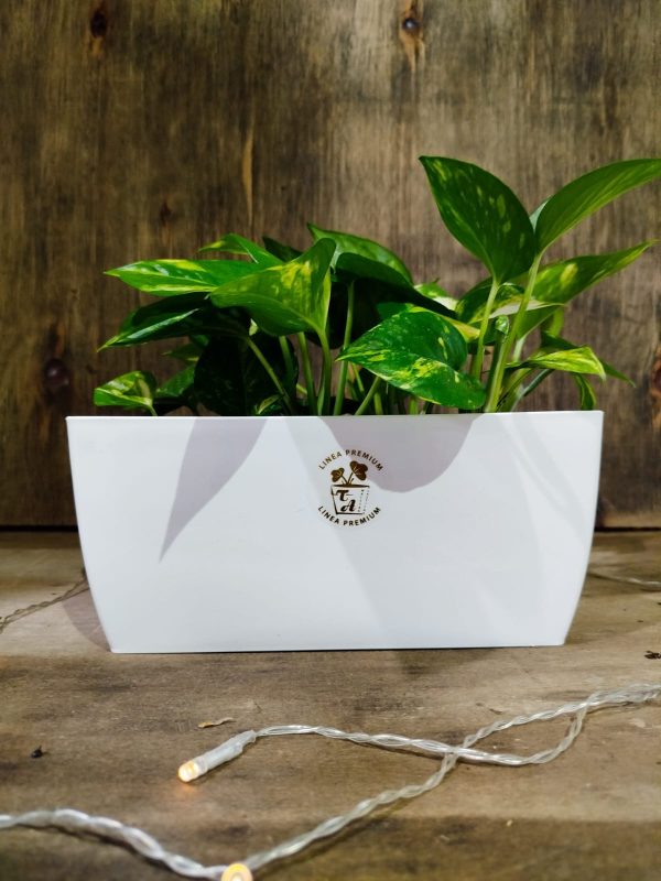 Potus en Maceta Jardinera Premium: Un Toque de Naturaleza en tu Hogar 🌿 - Image 4