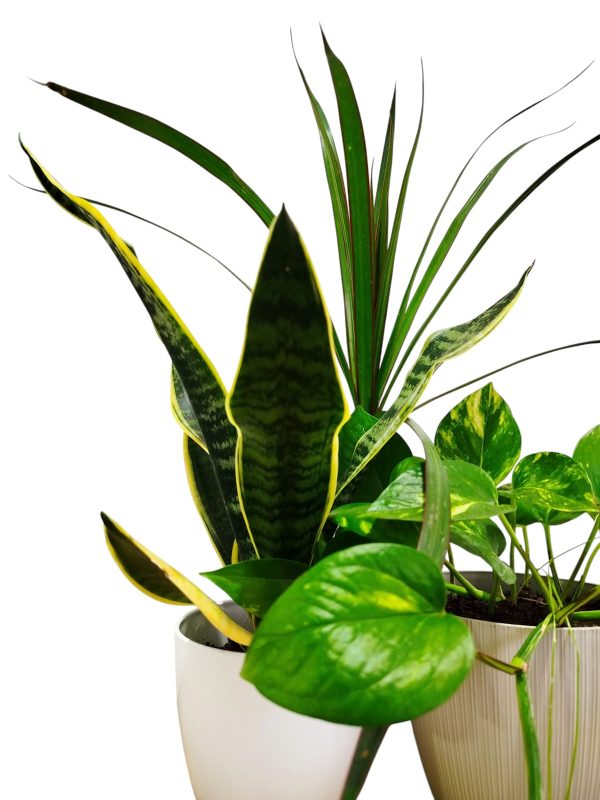 ¡Tu Oasis Verde en Casa: El Trío Perfecto de Plantas para la Armonía y el Bienestar! 🏡✨ - Image 4