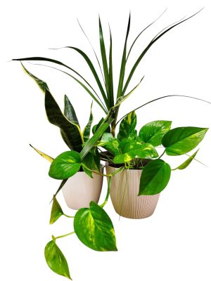 ¡Tu Oasis Verde en Casa: El Trío Perfecto de Plantas para la Armonía y el Bienestar! 🏡✨