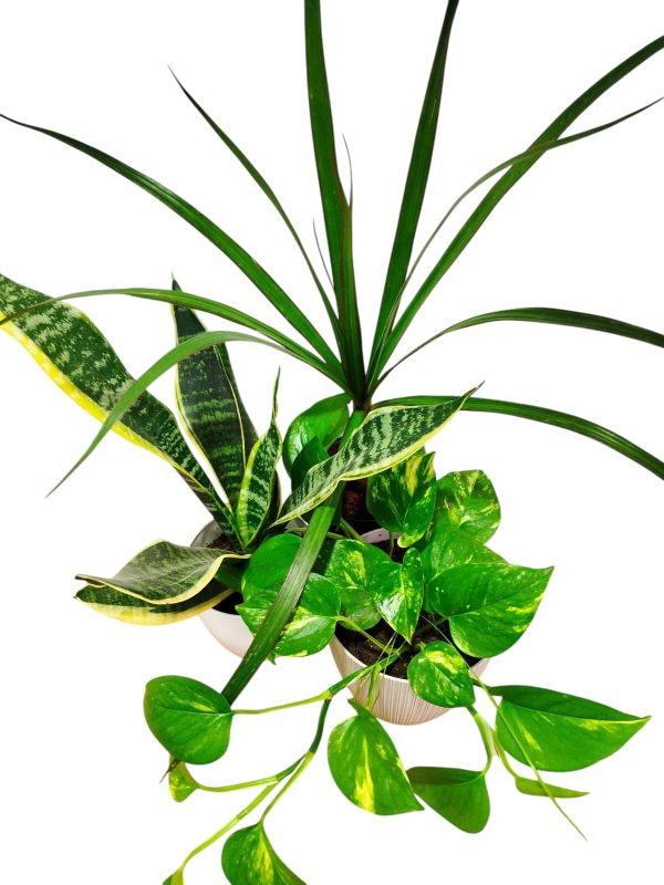 ¡Tu Oasis Verde en Casa: El Trío Perfecto de Plantas para la Armonía y el Bienestar! 🏡✨ - Image 2