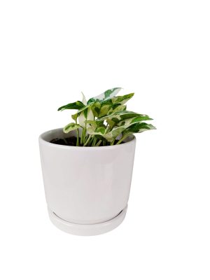 POTUS BLANCO S EN MACETA CERAMICA BLANCA