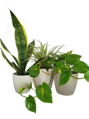 ¡Tu Oasis Verde en Casa: El Trío Perfecto de Plantas para la Armonía y el Bienestar! 🏡✨
