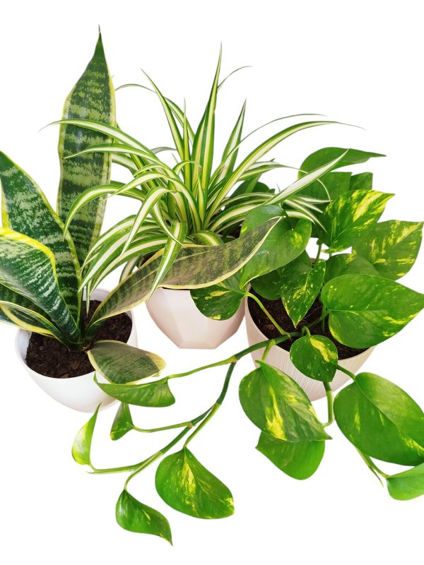 ¡Tu Oasis Verde en Casa: El Trío Perfecto de Plantas para la Armonía y el Bienestar! 🏡✨ - Image 3