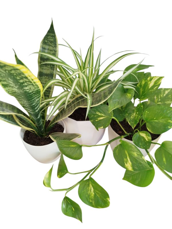 ¡Tu Oasis Verde en Casa: El Trío Perfecto de Plantas para la Armonía y el Bienestar! 🏡✨ - Image 2