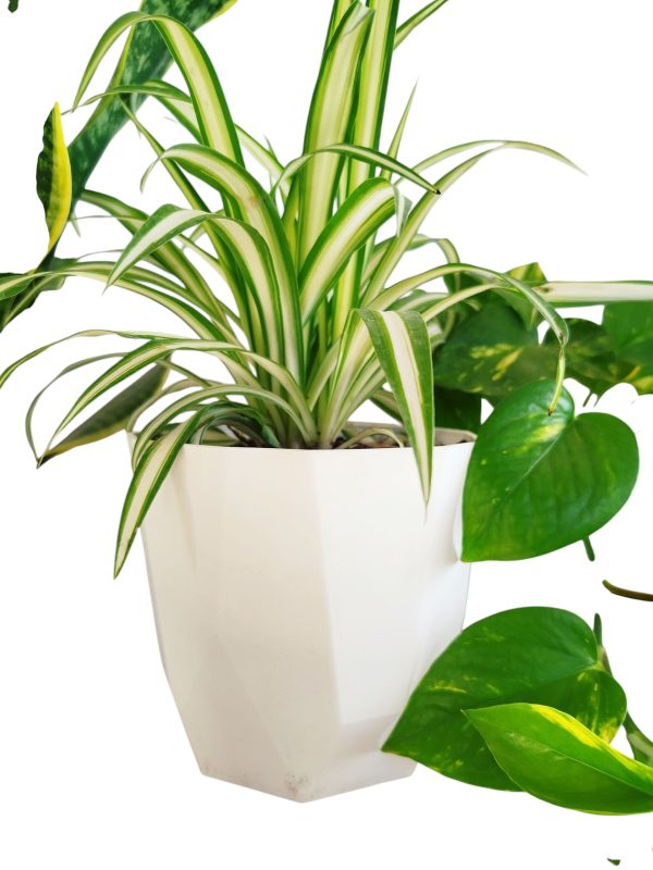 ¡Tu Oasis Verde en Casa: El Trío Perfecto de Plantas para la Armonía y el Bienestar! 🏡✨ - Image 4