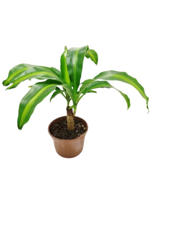 ¡DESCUBRE LA BELLEZA PURIFICADORA DEL PALO DE AGUA BABY! 💧 - Image 4