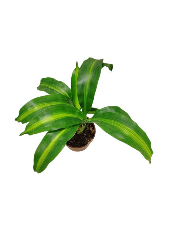 ¡DESCUBRE LA BELLEZA PURIFICADORA DEL PALO DE AGUA BABY! 💧 - Image 2