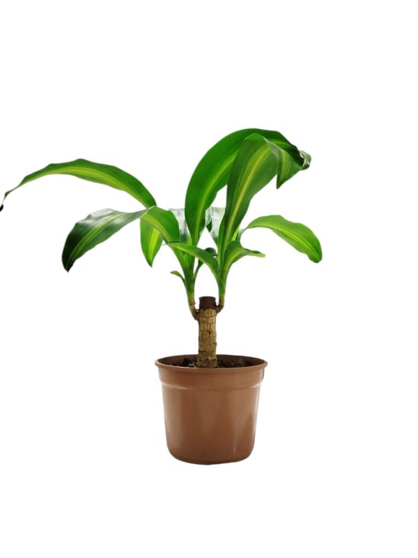 ¡DESCUBRE LA BELLEZA PURIFICADORA DEL PALO DE AGUA BABY! 💧 - Image 3