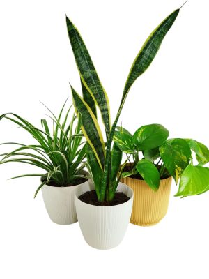 ¡Tu Oasis Verde en Casa: El Trío Perfecto de Plantas para la Armonía y el Bienestar! 🏡✨