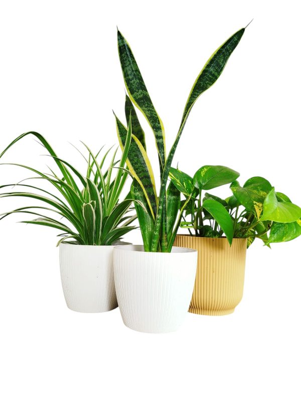 ¡Tu Oasis Verde en Casa: El Trío Perfecto de Plantas para la Armonía y el Bienestar! 🏡✨ - Image 3