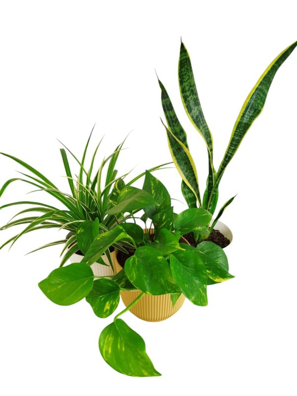 ¡Tu Oasis Verde en Casa: El Trío Perfecto de Plantas para la Armonía y el Bienestar! 🏡✨ - Image 4