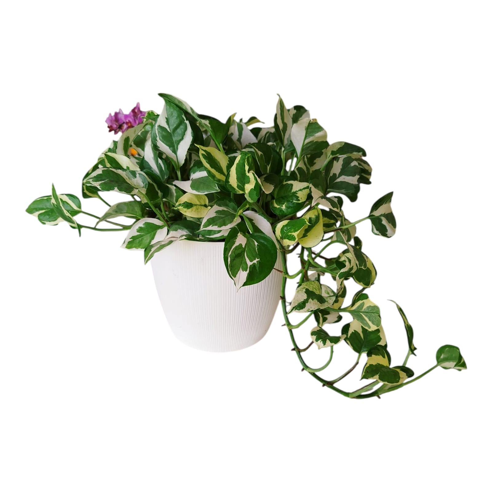 Potus Blanco M En Maceta Con Textura - Image 4