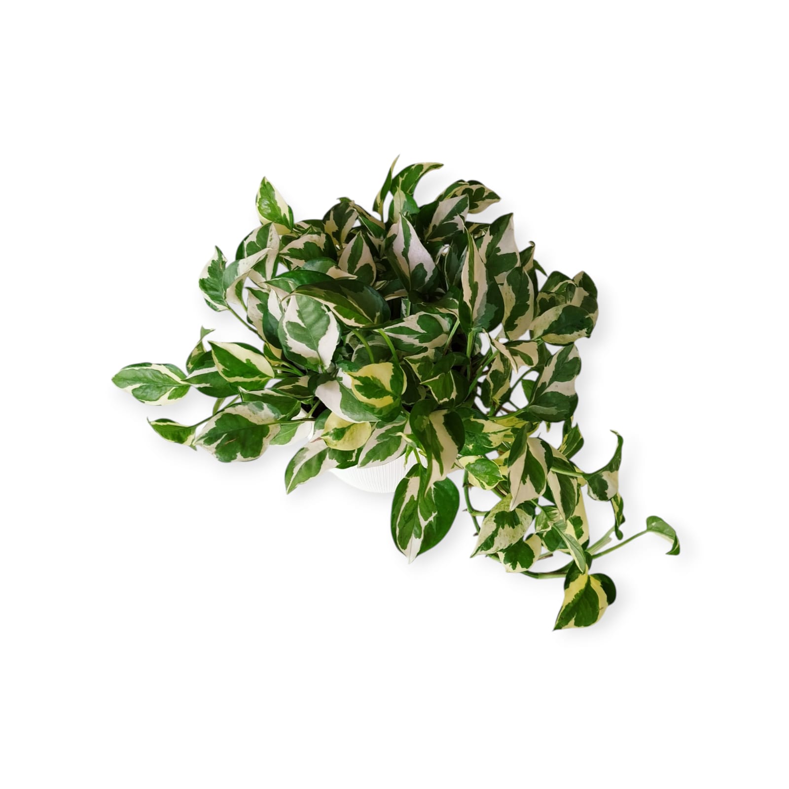 Potus Blanco M En Maceta Con Textura - Image 3