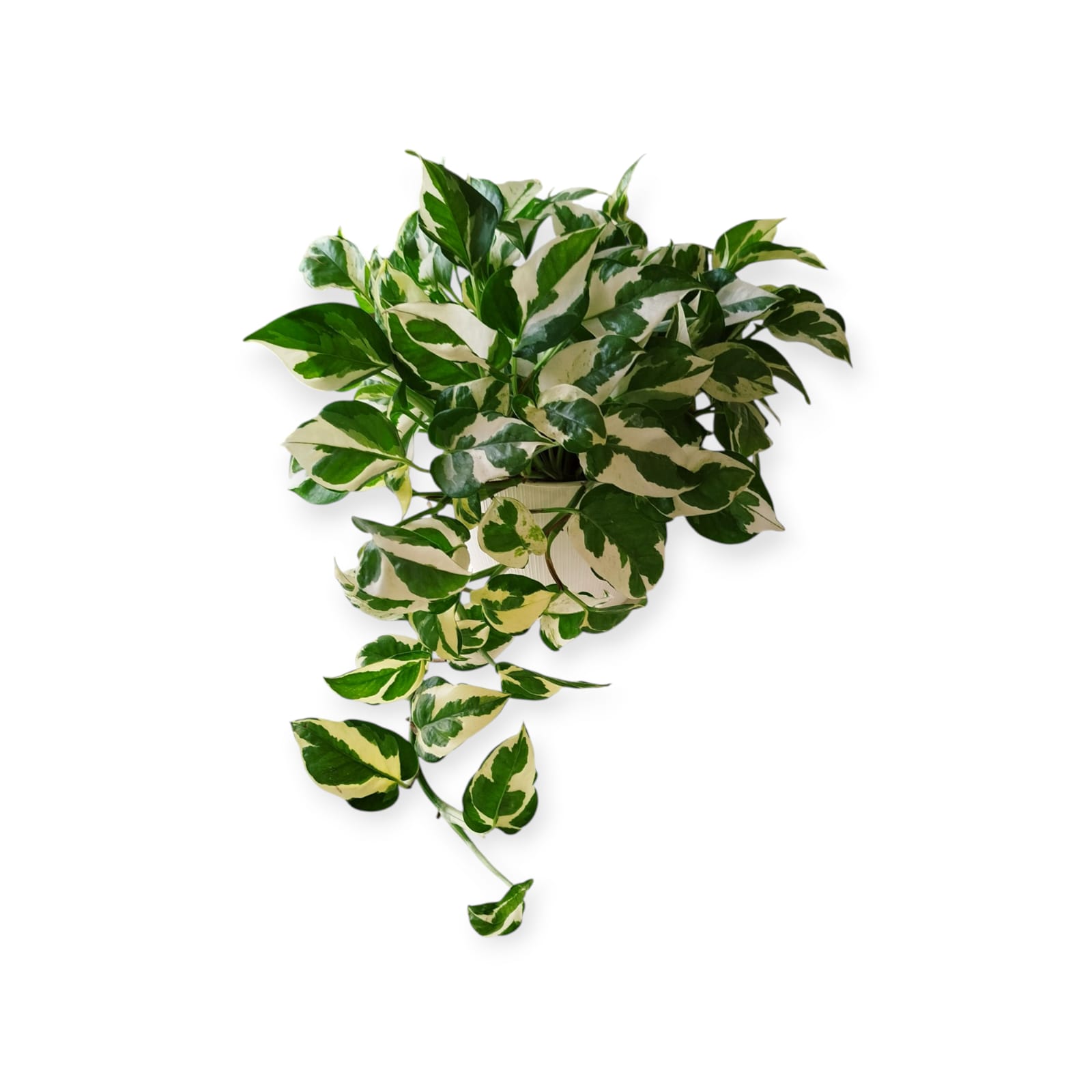 Potus Blanco M En Maceta Con Textura - Image 2