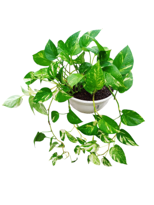 ¡Dale vida a tu hogar con un Potus!