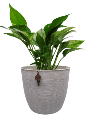 Potus Marble Queen 'Marmolado': La Joya Variegada que Ilumina cada Rincón ✨🌿