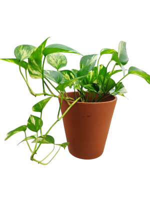 Potus Común: La Resistencia Infinita en el Hogar Saludable 🏠✨