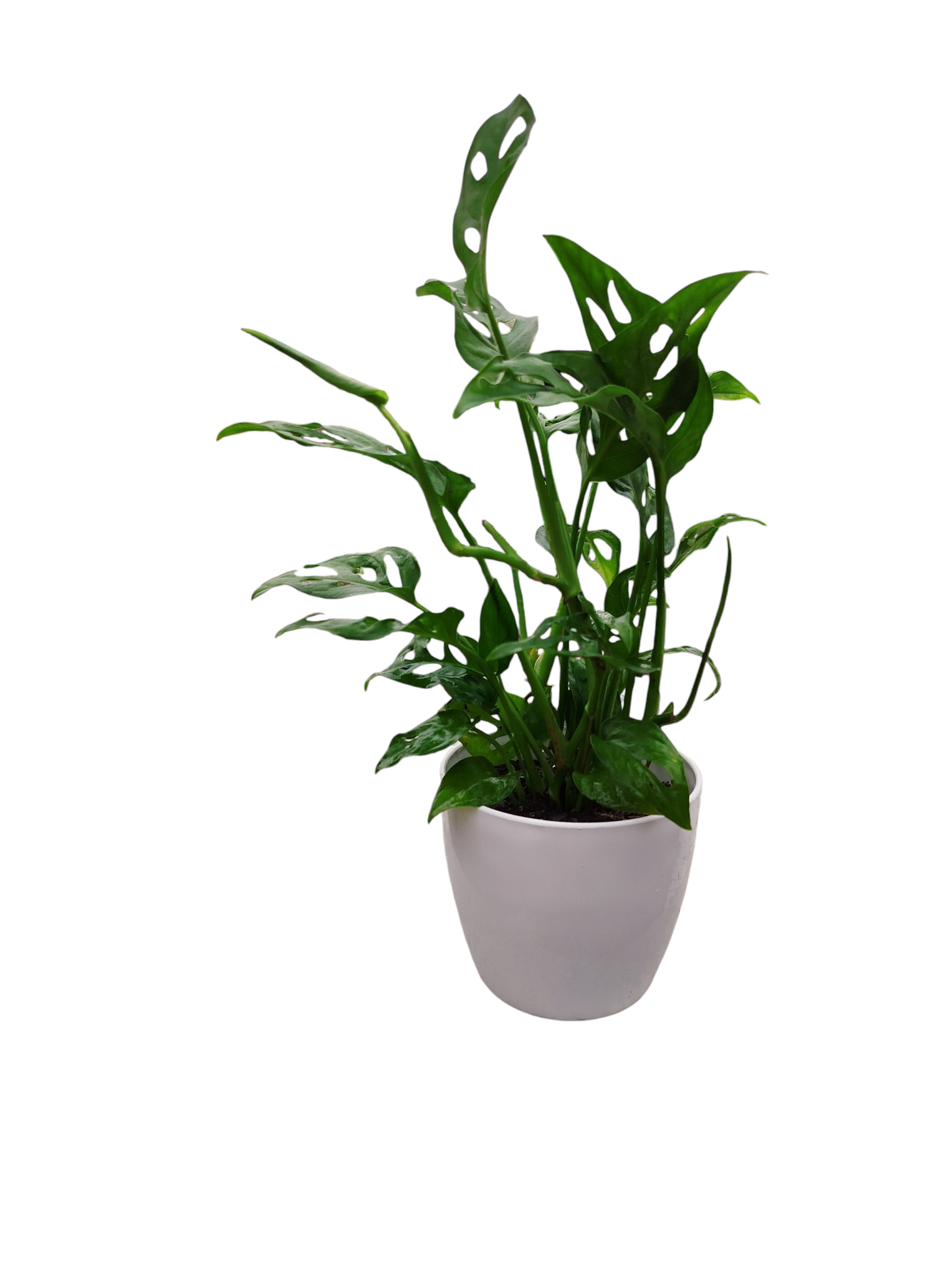 COMBO EXCLUSIVO: CESTO DE CARANDILLO + MONSTERA ADANSONII S: LA JOYA PERFORADA QUE ILUMINA TU HOGAR - Image 2