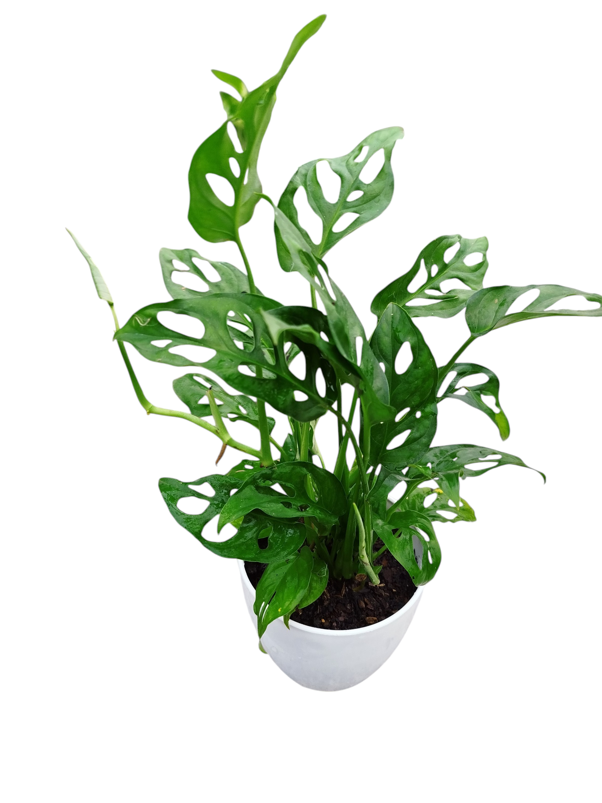 COMBO EXCLUSIVO: CESTO DE CARANDILLO + MONSTERA ADANSONII S: LA JOYA PERFORADA QUE ILUMINA TU HOGAR - Image 3