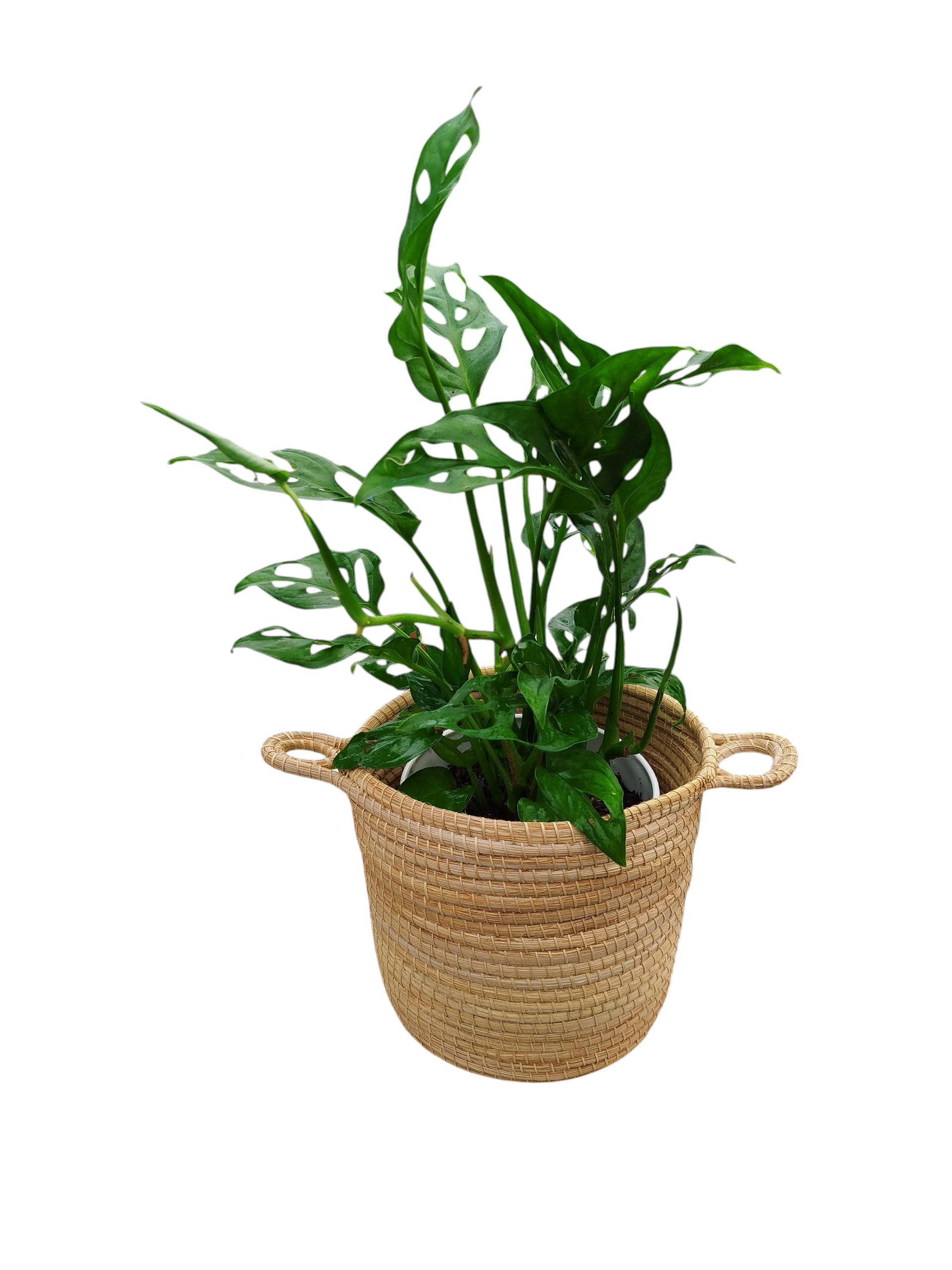COMBO EXCLUSIVO: CESTO DE CARANDILLO + MONSTERA ADANSONII S: LA JOYA PERFORADA QUE ILUMINA TU HOGAR - Image 4