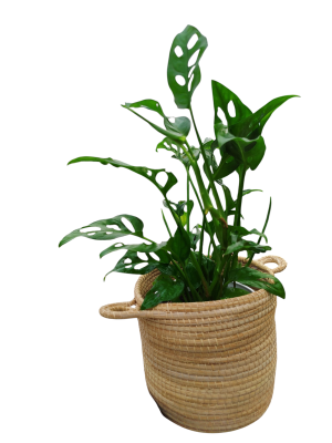 COMBO EXCLUSIVO: CESTO DE CARANDILLO + MONSTERA ADANSONII S: LA JOYA PERFORADA QUE ILUMINA TU HOGAR