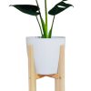 COMBO BABY MONSTERA DELICIOSA. UN TOQUE TROPICAL PARA TU HOGAR!
