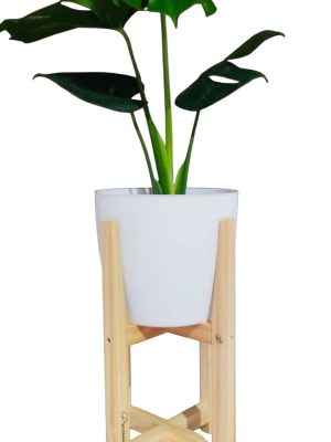 COMBO BABY MONSTERA DELICIOSA. UN TOQUE TROPICAL PARA TU HOGAR!
