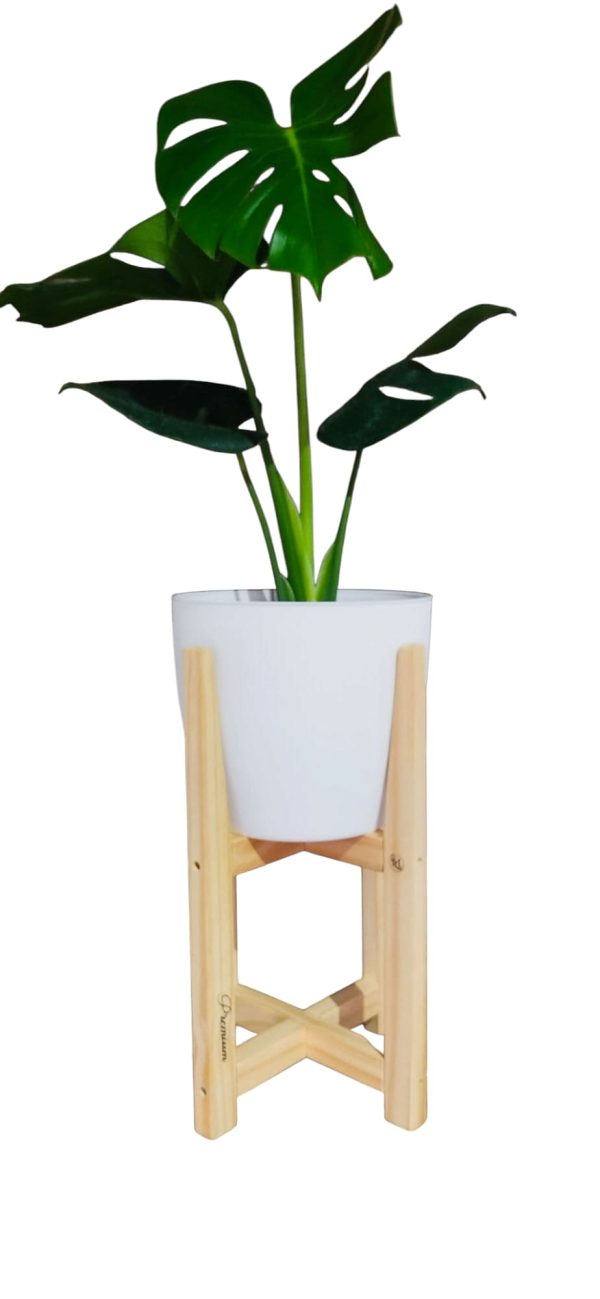 COMBO BABY MONSTERA DELICIOSA. UN TOQUE TROPICAL PARA TU HOGAR!