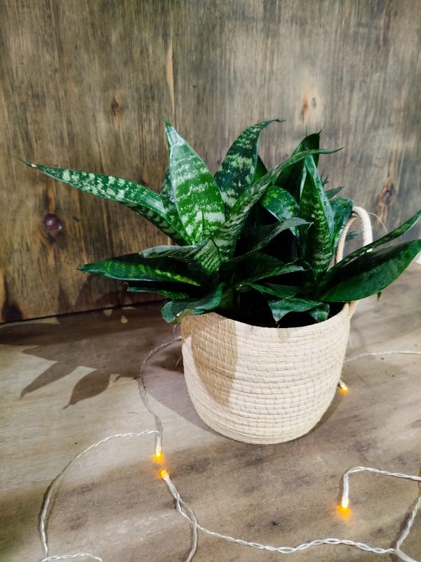 COMBO EXCLUSIVO: CESTO DE CARANDILLO + SANSEVIERIA HANNI - Image 3