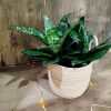 COMBO EXCLUSIVO: CESTO DE CARANDILLO + SANSEVIERIA HANNI - Image 4