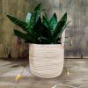 COMBO EXCLUSIVO: CESTO DE CARANDILLO + SANSEVIERIA HANNI - Image 5