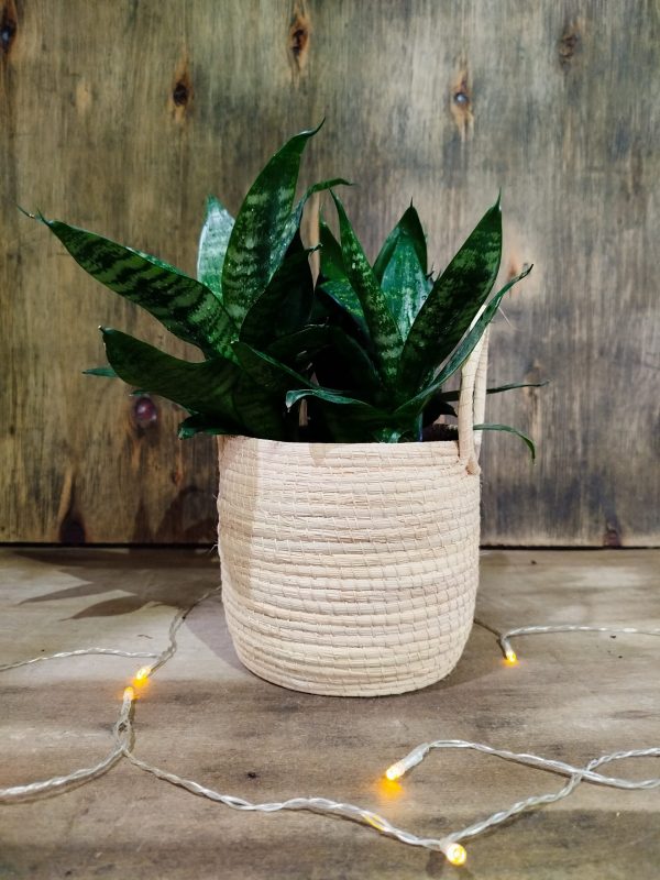 COMBO EXCLUSIVO: CESTO DE CARANDILLO + SANSEVIERIA HANNI - Image 5