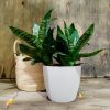 COMBO EXCLUSIVO: CESTO DE CARANDILLO + SANSEVIERIA HANNI - Image 2