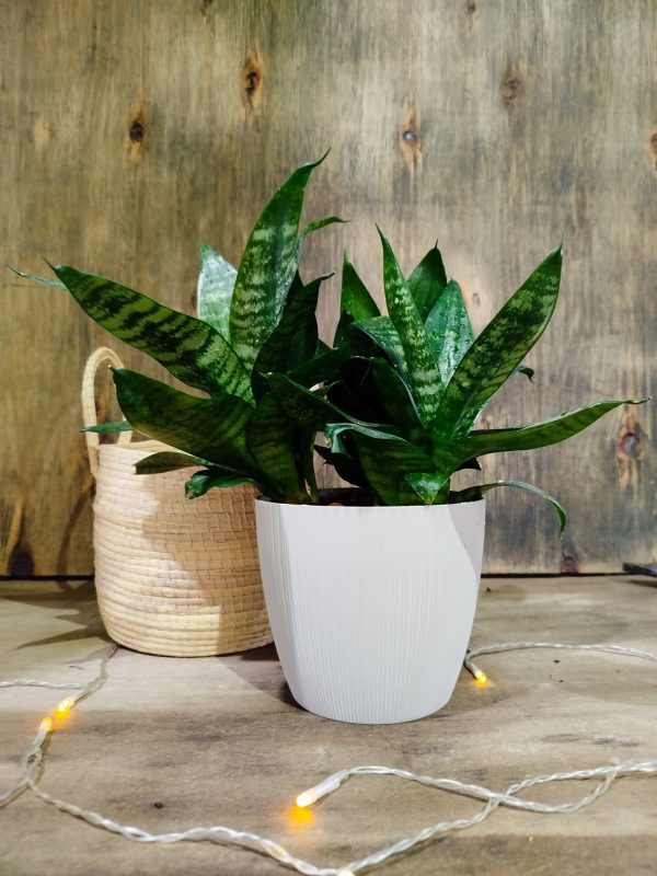 COMBO EXCLUSIVO: CESTO DE CARANDILLO + SANSEVIERIA HANNI - Image 2