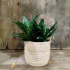 COMBO EXCLUSIVO: CESTO DE CARANDILLO + SANSEVIERIA HANNI - Image 6