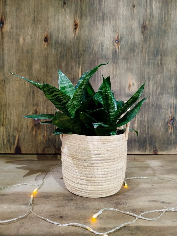 COMBO EXCLUSIVO: CESTO DE CARANDILLO + SANSEVIERIA HANNI - Image 6
