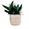 COMBO EXCLUSIVO: CESTO DE CARANDILLO + SANSEVIERIA HANNI