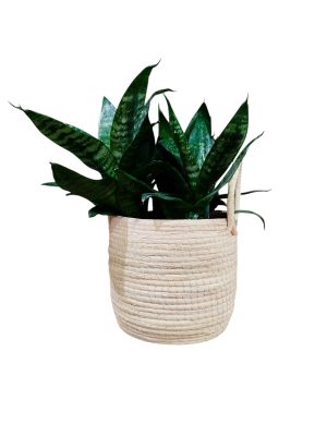 COMBO EXCLUSIVO: CESTO DE CARANDILLO + SANSEVIERIA HANNI
