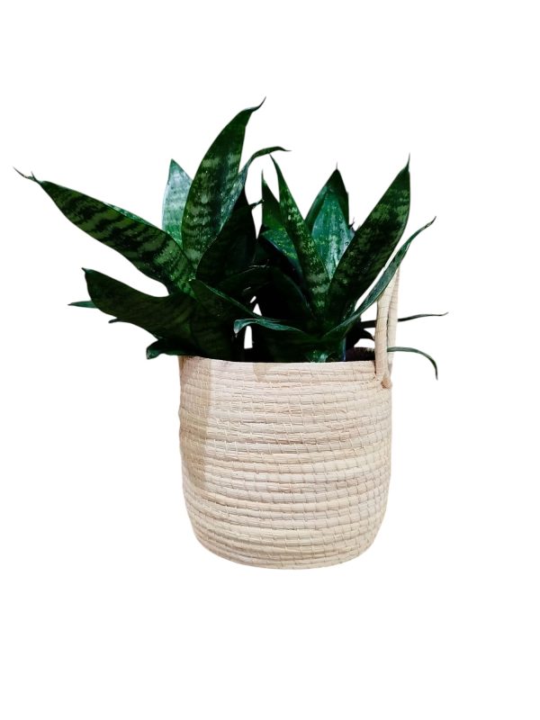 COMBO EXCLUSIVO: CESTO DE CARANDILLO + SANSEVIERIA HANNI